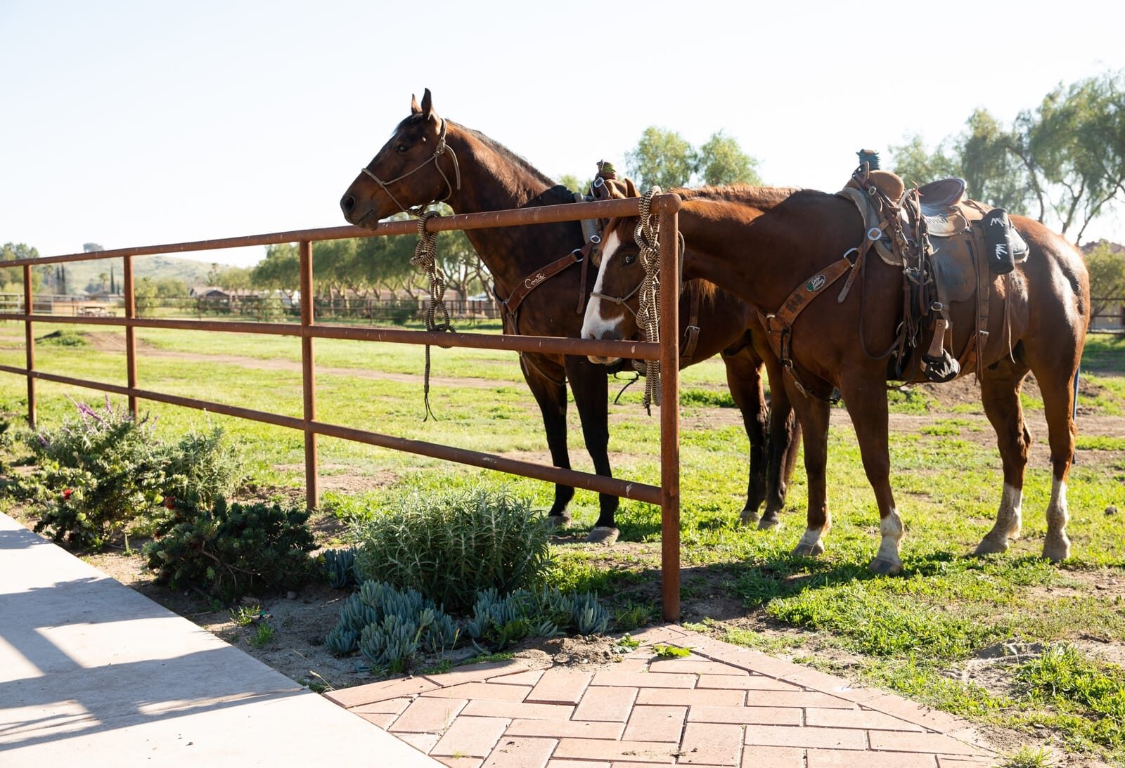 Weathered drill-pipe ranch fencing across a custom horse property, on-site fabrication