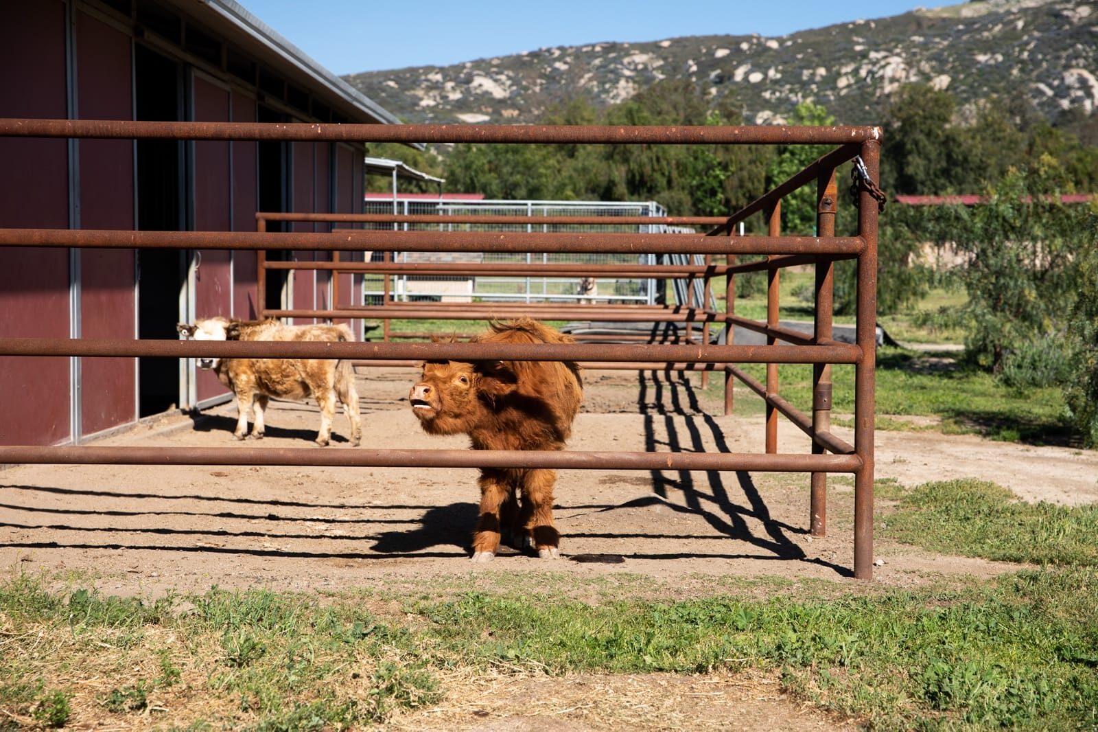 Weathered drill-pipe ranch fencing across a custom horse property, finished installation
